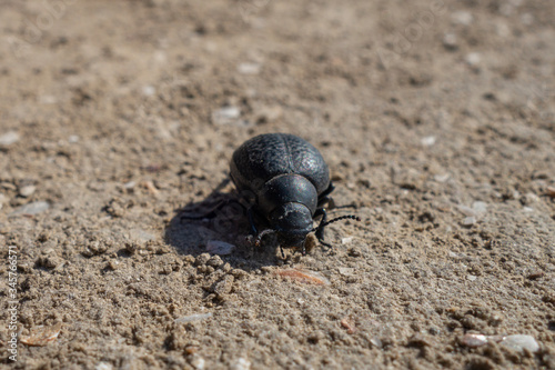 A large black beetle crawls on the sand in the wild.