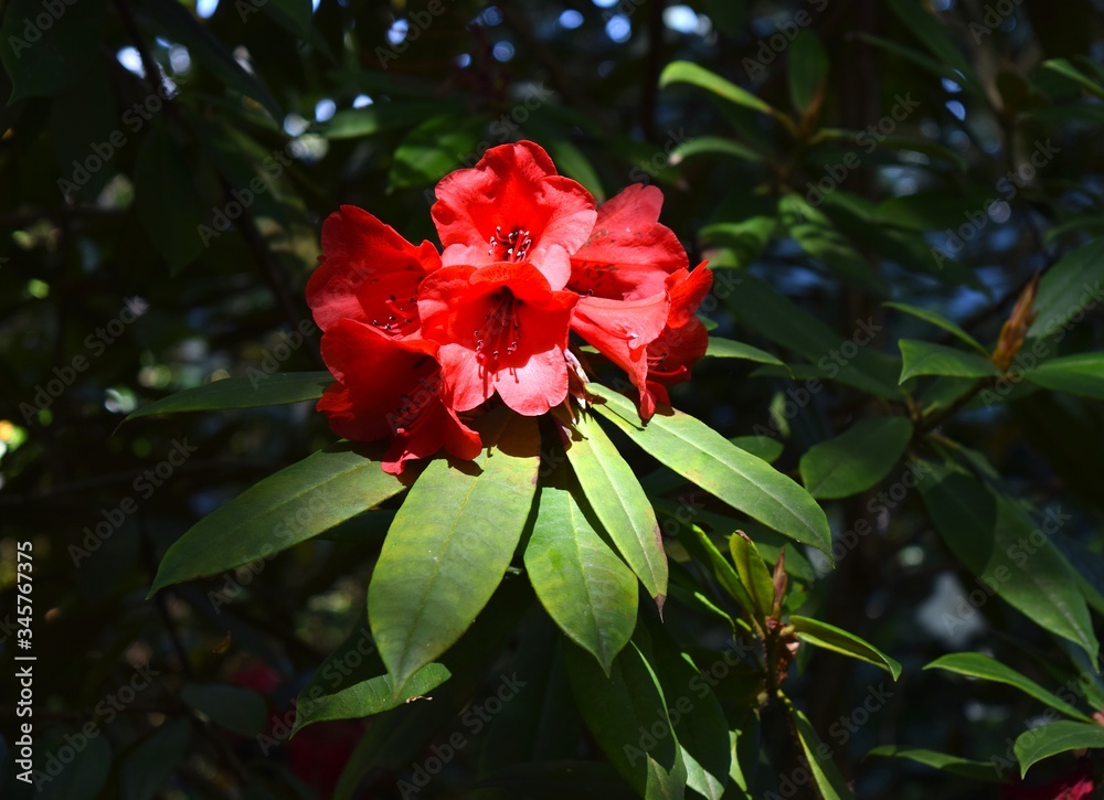 Gorgeous red rhododendrons in in the sunlit park on a nice day in Spring.