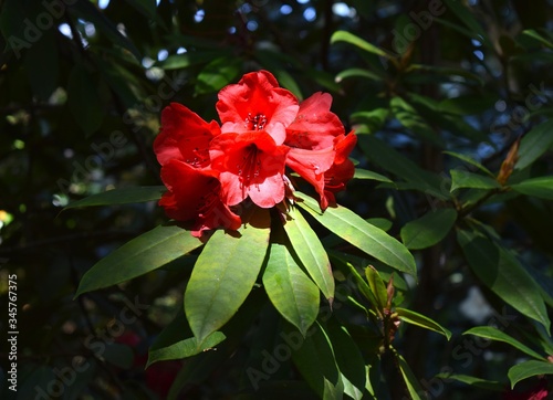 Gorgeous red rhododendrons in in the sunlit park on a nice day in Spring.