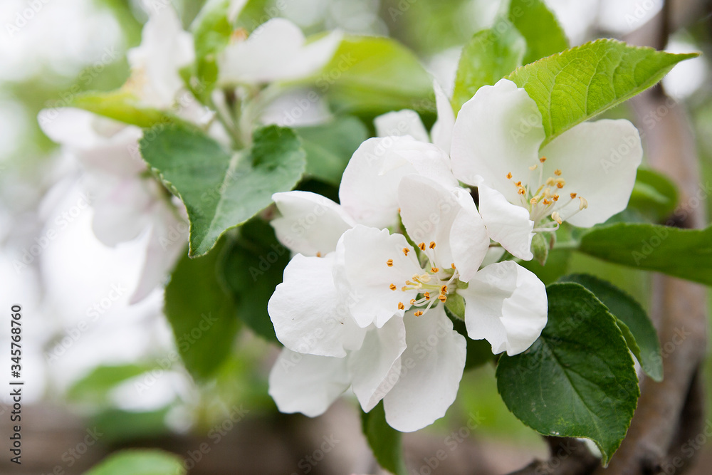 Close-up blossoming flowers of apple tree on a background of green foliage with bokeh. Spring flowering