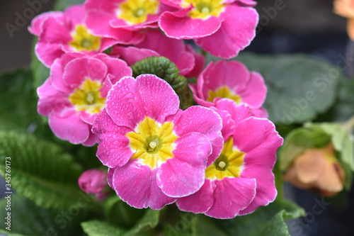 pink flowers © Biljana Nik