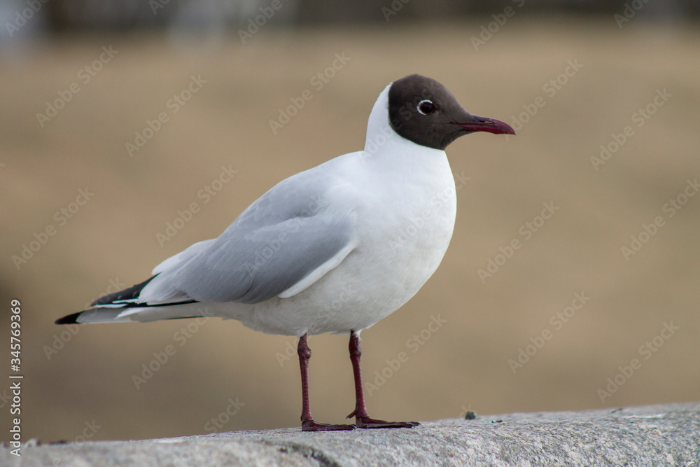 Fototapeta premium a black-headed gull sits on the parapet