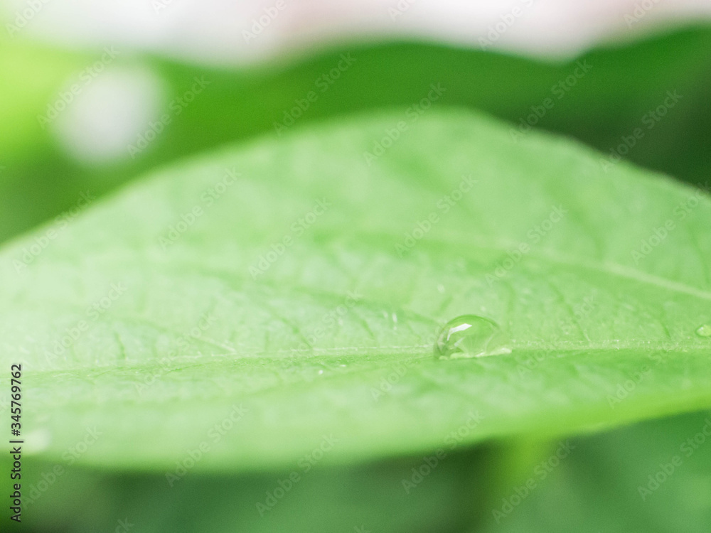 Obraz premium Leaf and Plant