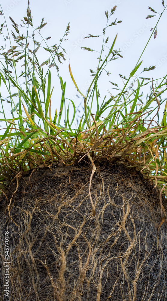 Cross sectrion through grass root Cross sectrion through grass root