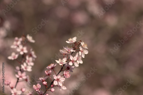 pink cherry blossom © awesome