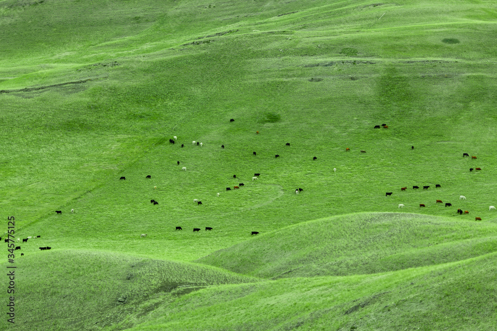 cows in large green field