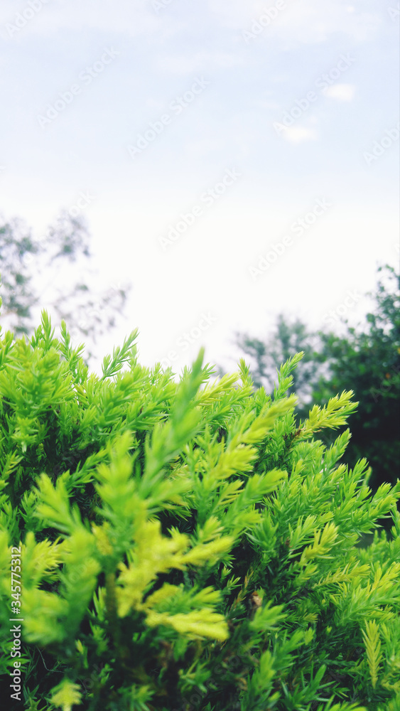 Fototapeta premium green forest background