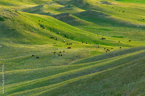 cows in large green field