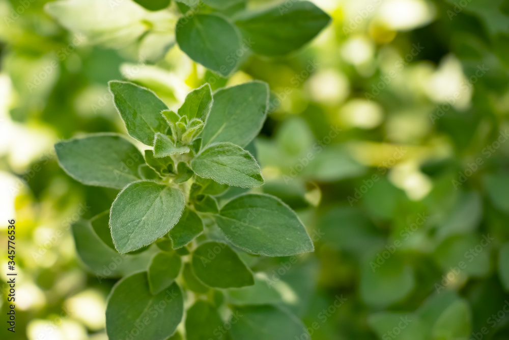 Close-up of the fuzzy young leaves of the herb oregano growing in the garden against a green background of defocused plants in daylight.
