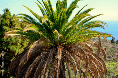 Große Palme auf La Palma photo