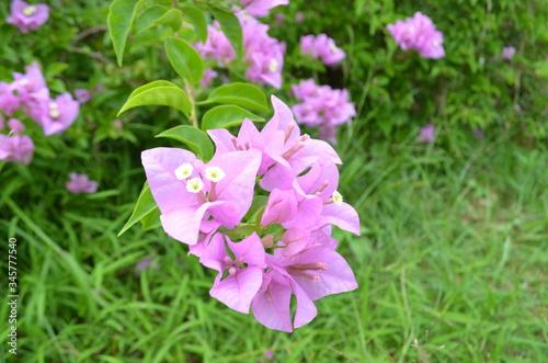 Bougainvillea Flower Closeup in Garden