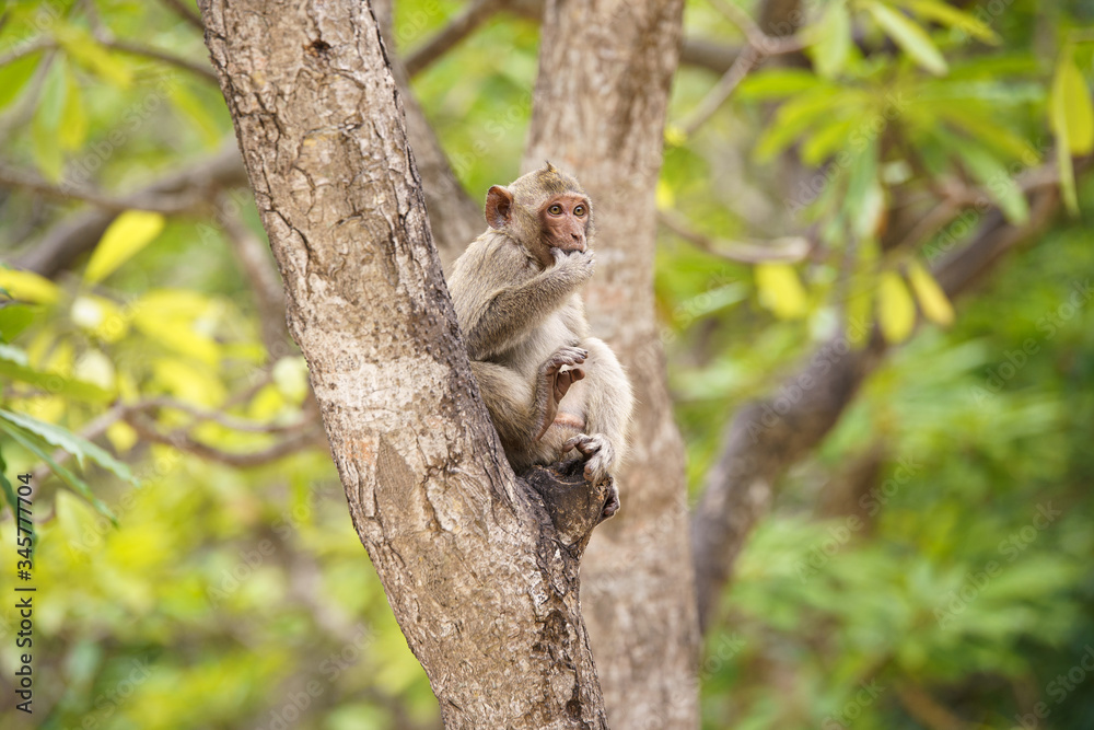Monkey in a Tree eating Monkey in a Tree eating