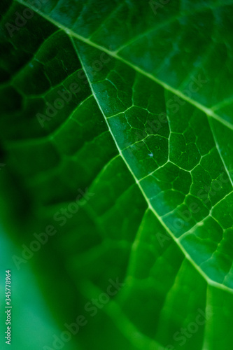 green leaf macro close up