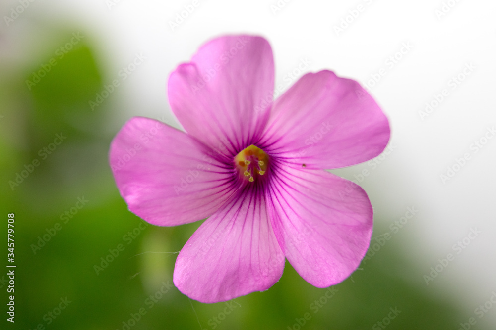 pink flowers on white background isolated pink flowers on white background isolated