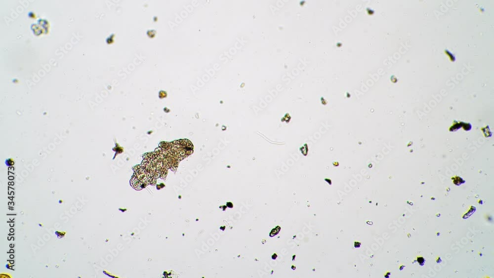 Tardigrade or water bear wakes up from a cryptobiosis timelapse under a