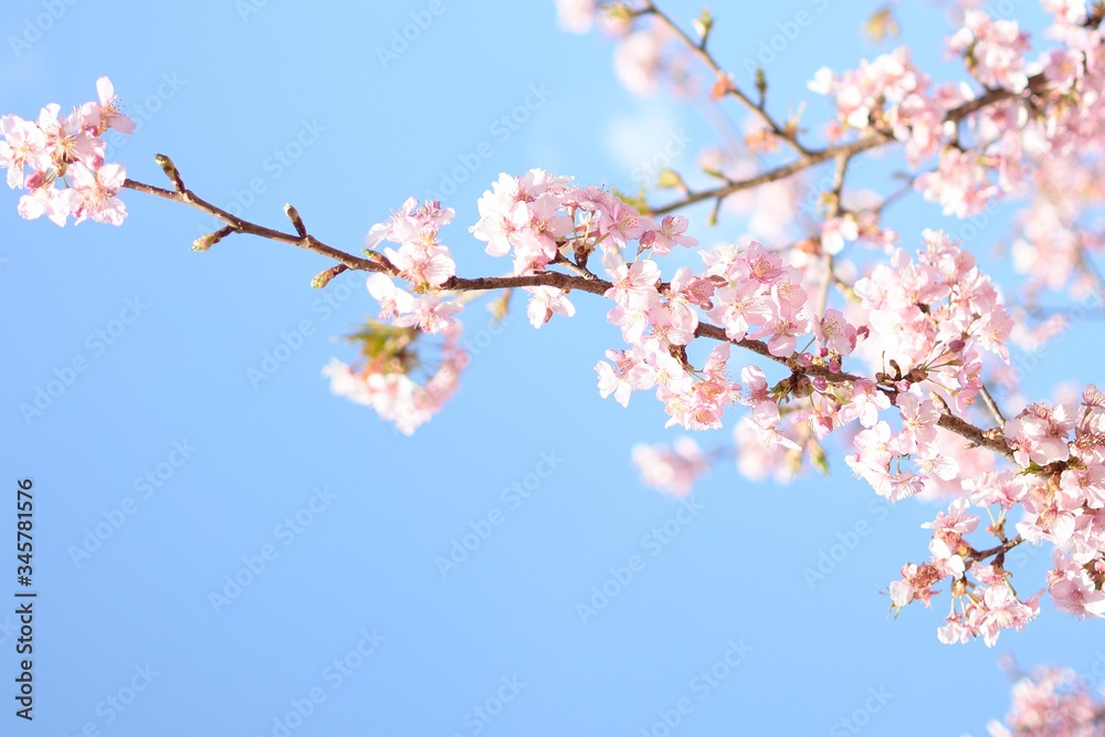 【東京都】代々木公園 桜