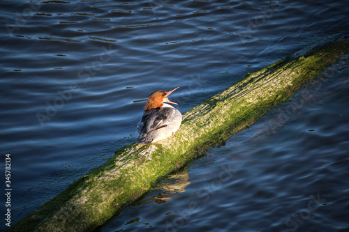 A bird yawns while sitting on a log.