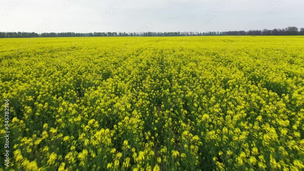 Aerial view Rapeseed Flower Field Aerial view Rapeseed Flower Field