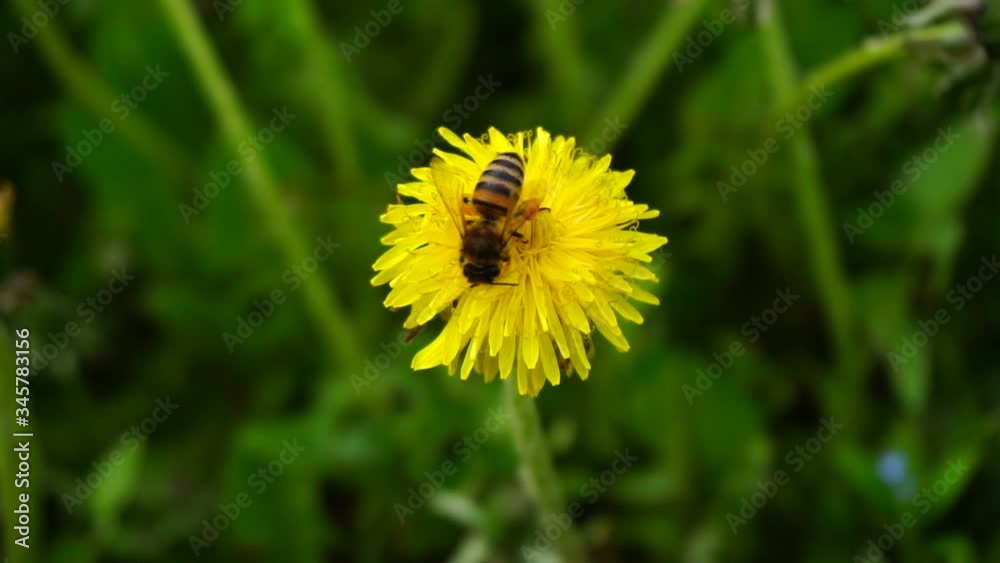 A wasp collects pollen from a dandelion A wasp collects pollen from a dandelion