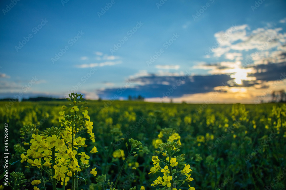 evening rapeseeds fiels with sunshine rays on it 