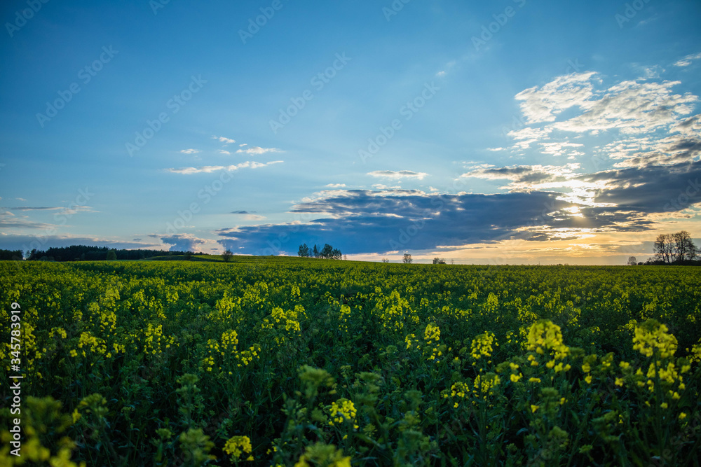 yellow and green wild field with sunshine and clouds above