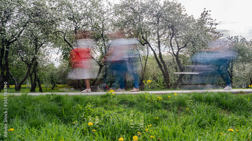 People walking and and taking pictures in the apple orchard during the flowering period