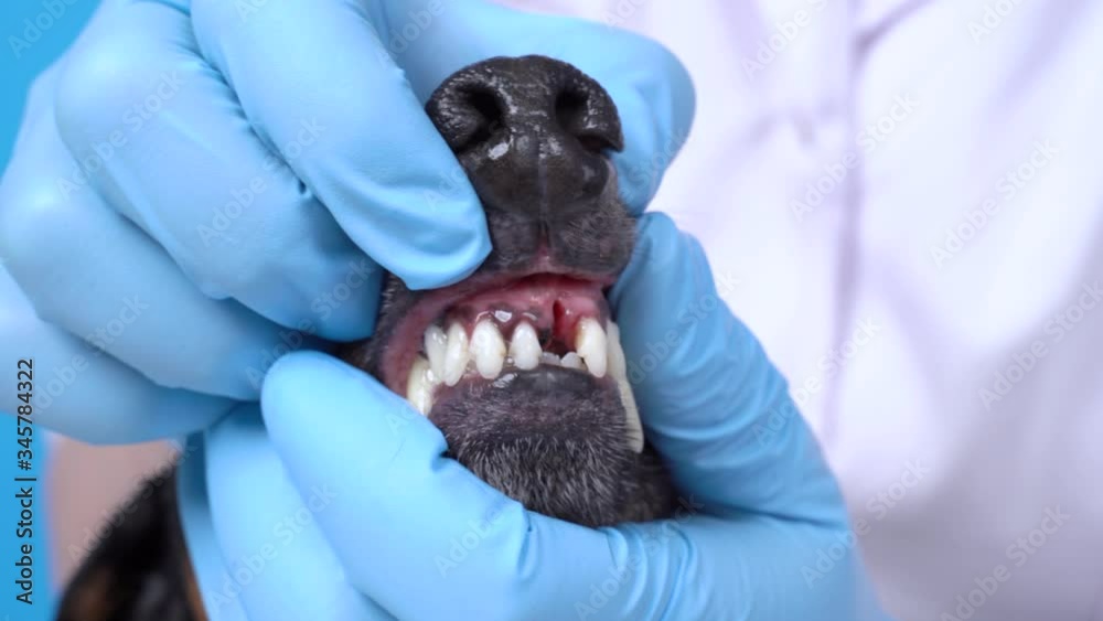 vet examines the teeth of an older dog. Oral cavity of an animal with a