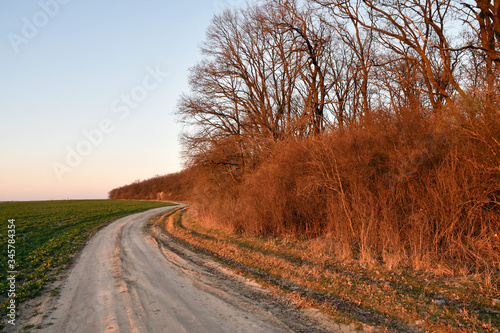 Panoramic view of green spring fields, blue sunset sky and a rural road near the woods. Toned image.