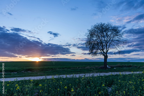 lonley tree with stunning sunshine and coloured sky in early spring sourrended by nature green fields  photo