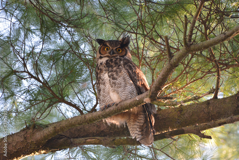 Great Horned Owl perched in a tree Great Horned Owl perched in a tree