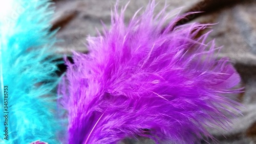 Delicate fluffy feathers on a gray velvety background. One feather is bright purple, the second feather in the background is blue. Bright decorative feathers are used to decorate hats, clothes, masks photo