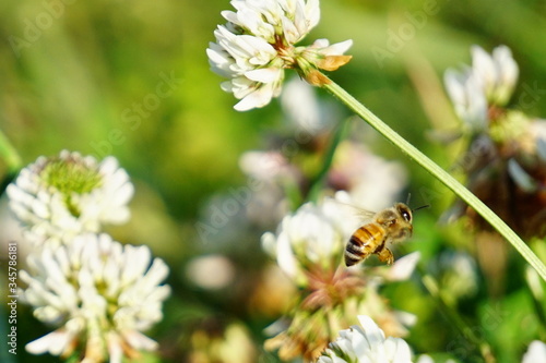 シロツメクサの間を飛び回るミツバチ