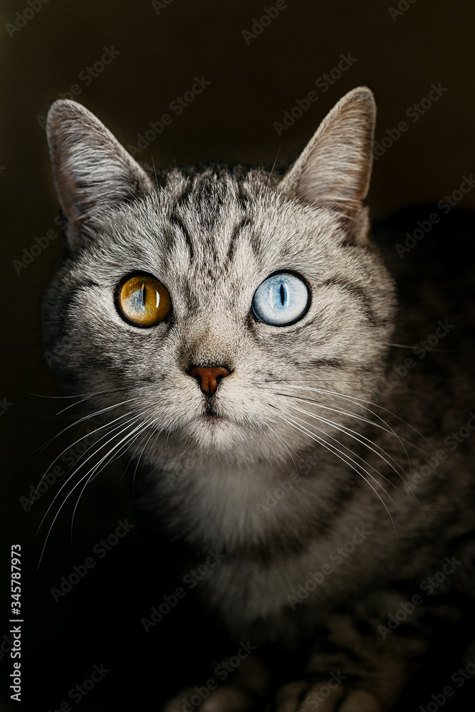 A close up of a cat with green and blue eyes Black background