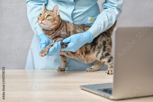 Fototapeta Naklejka Na Ścianę i Meble -  A veterinarian doctor in gloves makes medical procedures for a cat in a training online broadcast via a laptop.