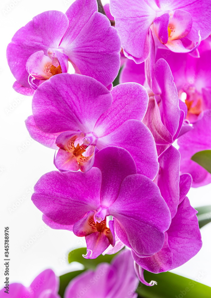 Purple orchids on a white background Purple orchids on a white background