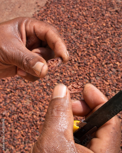 Hands handling and inspecting cocoa beans