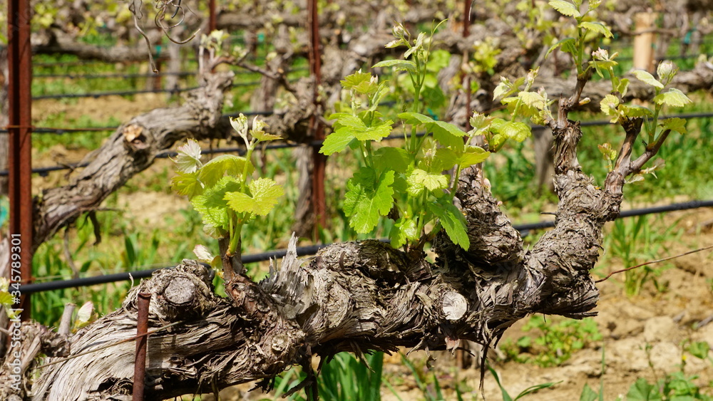 Old Vines Old Vines