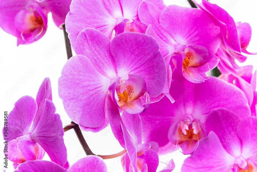 Purple orchids on a white background Purple orchids on a white background