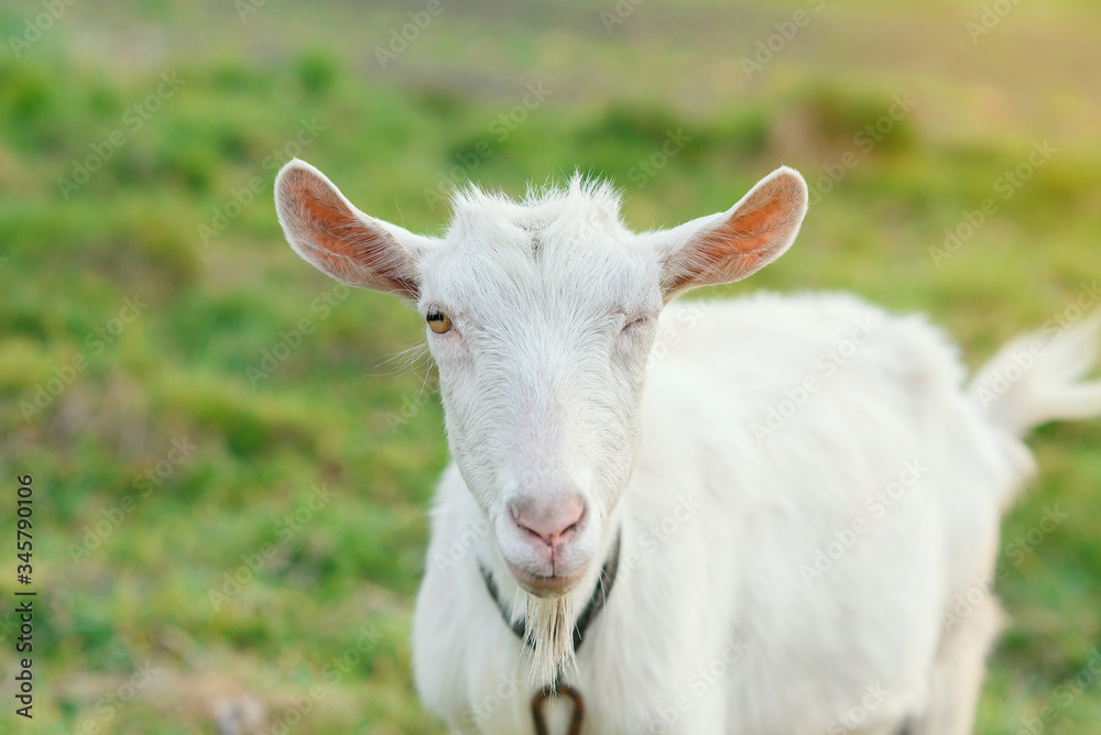 funny joyful goat grazing on a green grassy lawn. Close up portrait of a funny goat. Farm Animal. A white goat is looking at the camera with great interest.