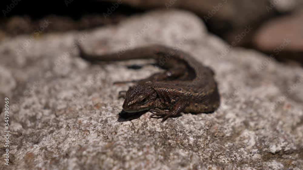 A small brown lizard lies on a stone. A small brown lizard lies on a stone.