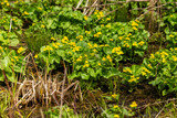  Marsh-marigold is a small to medium-sized perennial herb of the buttercup that comes from swamps, bogs, ditches and moist forests