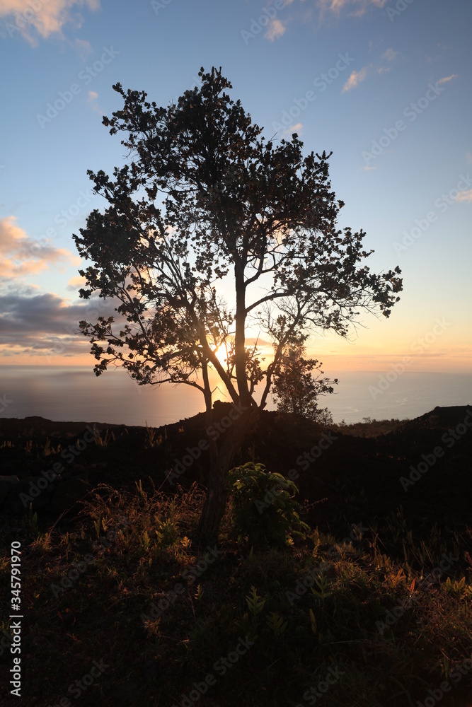 Obraz premium tree and sunset