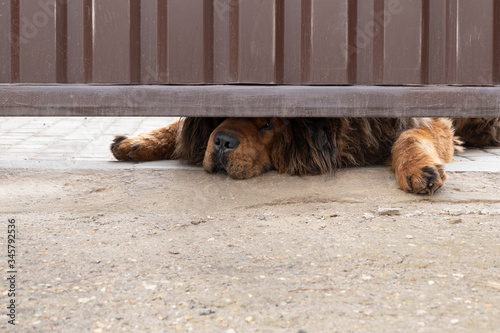 Sad dog liying on the ground and looking under the gate hole at passing by people photo