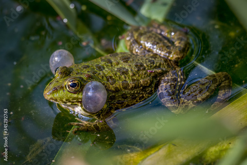 One pool frog (Pelophylax lessonae) with vocal sacs in the pond in Lausanne, Switzerland. © Cherry