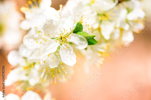 Flowering white cherry. Tender spring card. Pink blur bokeh background.