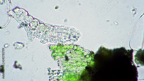 Green big tardigrade funny swinging legs and trying to swim in water under a microscope. Theme of laboratory biological research water bear under microscope. Microscopic animal in drop of water. photo