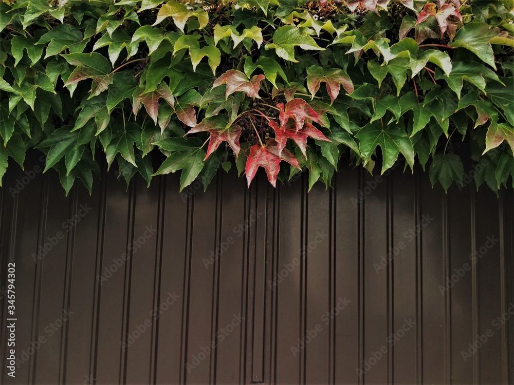 green and red ivy leaves above the wall green and red ivy leaves above the wall