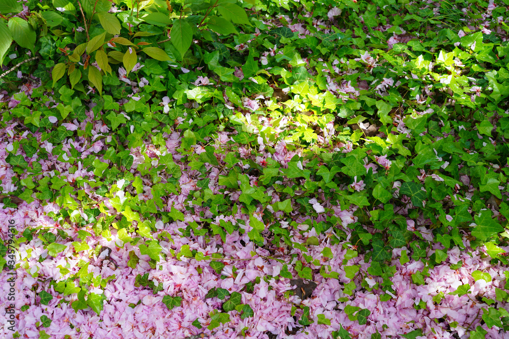 Pink cherry blossom petals covering the ground under sakura trees in the spring Pink cherry blossom petals covering the ground under sakura trees in the spring