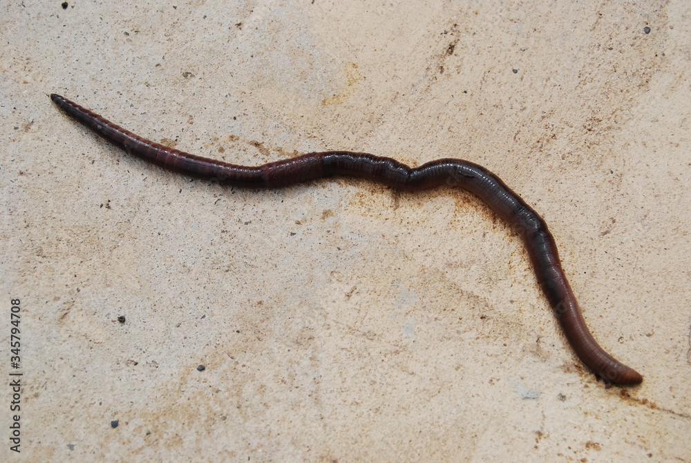 Large Earthworm on Concrete Floor