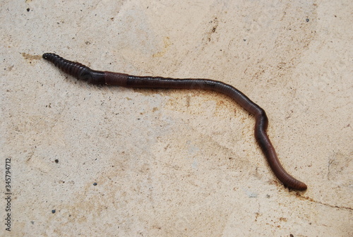 Large Earthworm on Concrete Floor